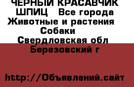 ЧЕРНЫЙ КРАСАВЧИК ШПИЦ - Все города Животные и растения » Собаки   . Свердловская обл.,Березовский г.